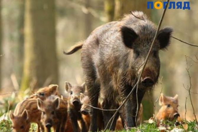 Екологія - a1676d0a-ab16-45e7-b68c-90653a76c2dc - зображення